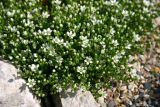 genus Arenaria