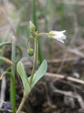 Holosteum umbellatum