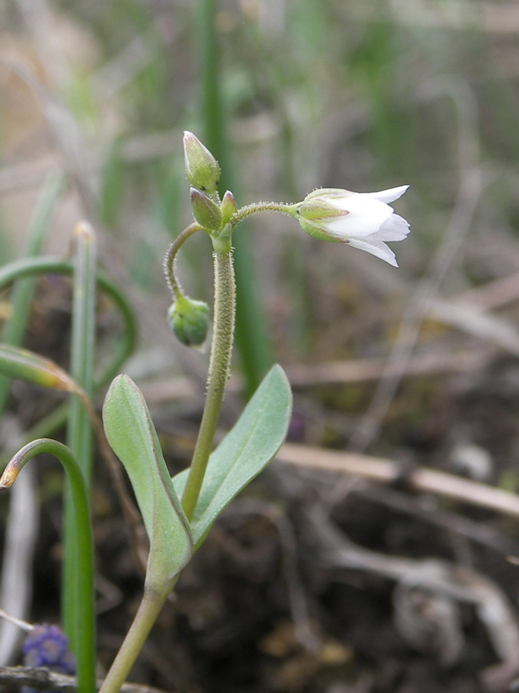 Изображение особи Holosteum umbellatum.