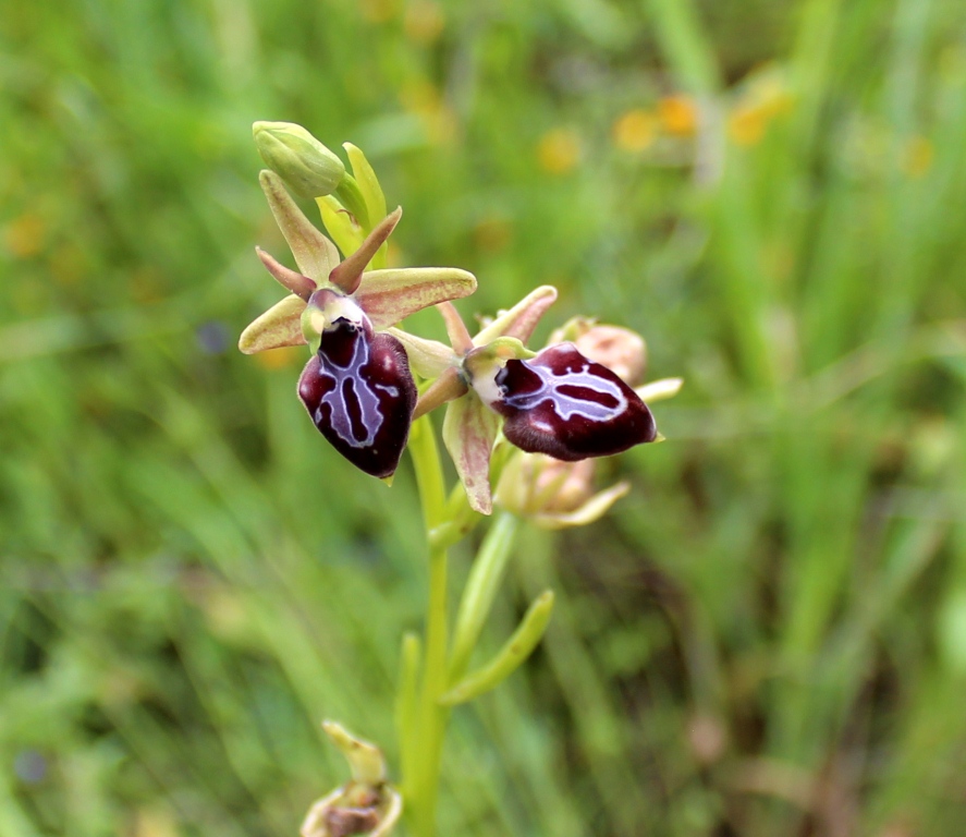 Изображение особи Ophrys mammosa.