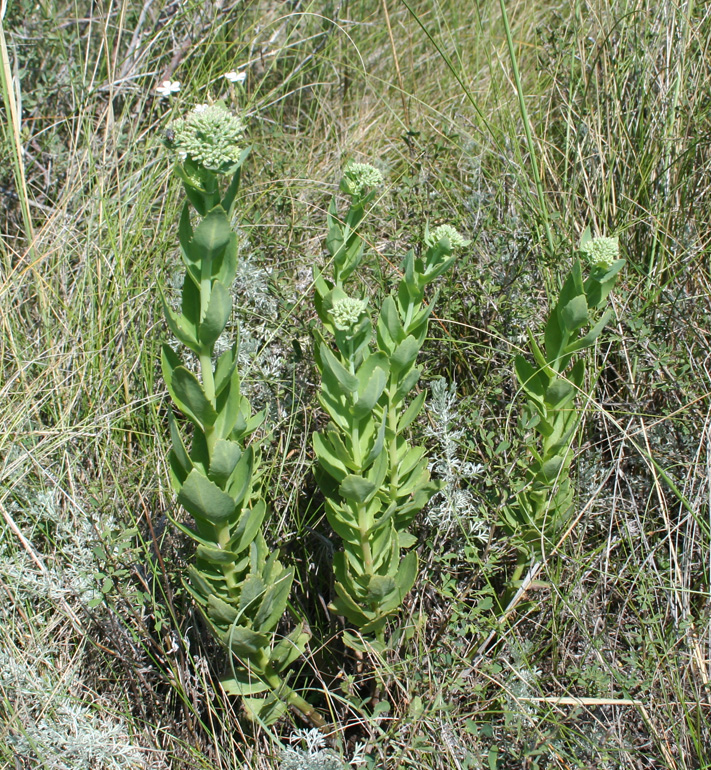 Image of Hylotelephium triphyllum specimen.