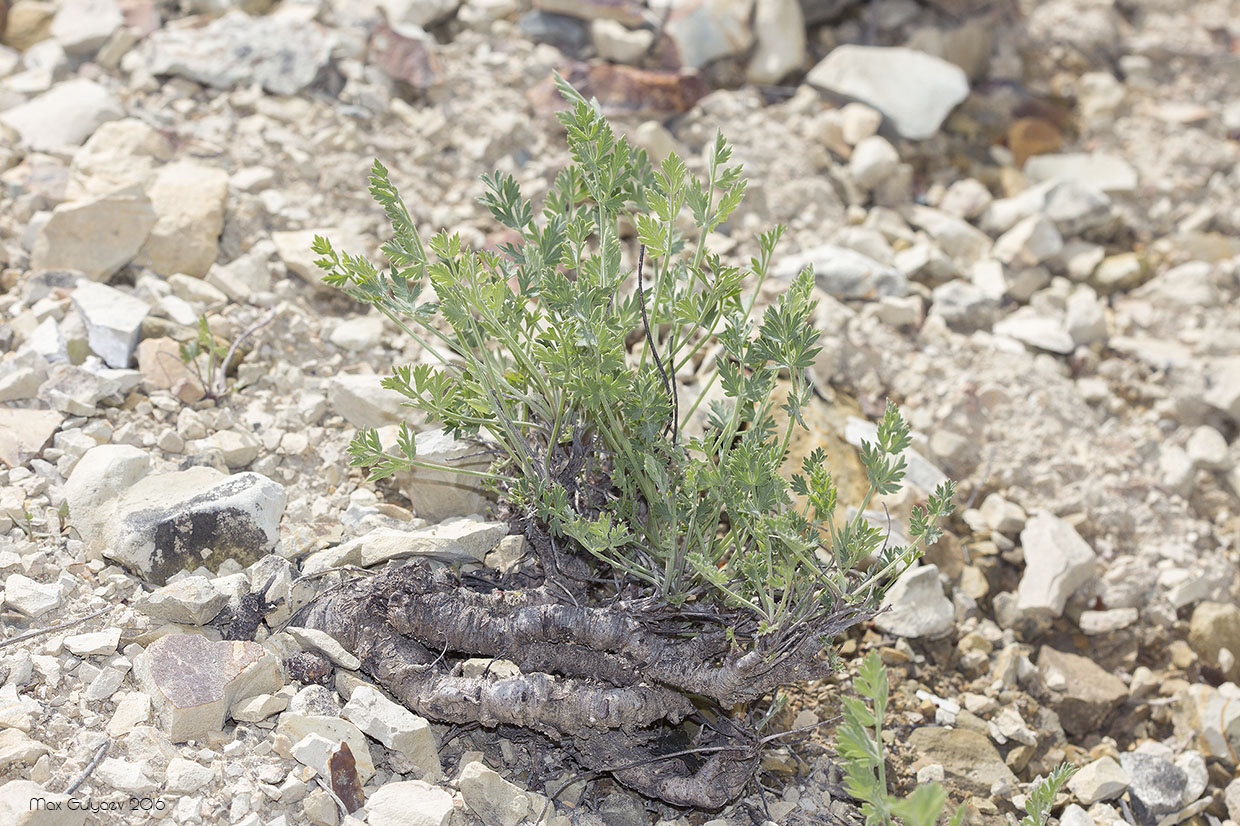 Изображение особи Pimpinella tragium.