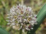 Allium elburzense