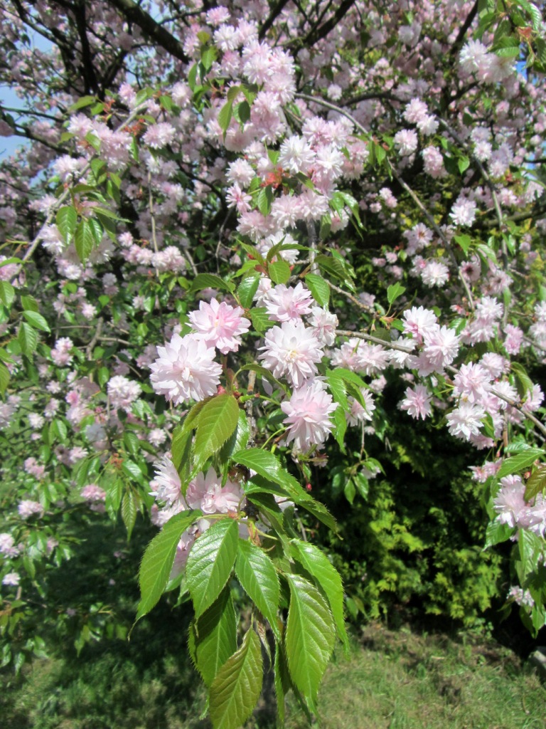 Изображение особи Prunus serrulata.