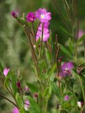 Epilobium hirsutum. Соцветие с завязавшимися плодами. Санкт-Петербург, пустырь. 31.07.2009.