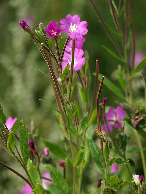 Image of Epilobium hirsutum specimen.