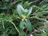 genus Gentiana