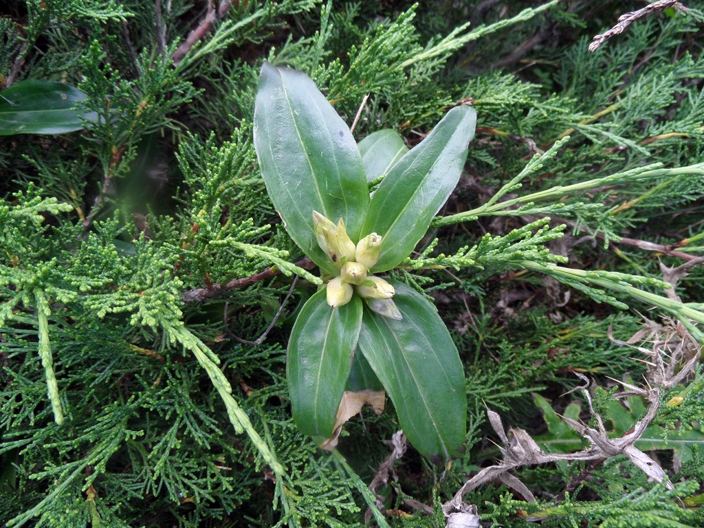 Image of genus Gentiana specimen.