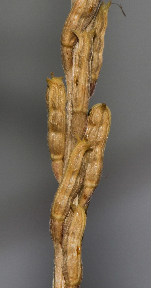 Image of Notoceras bicorne specimen.