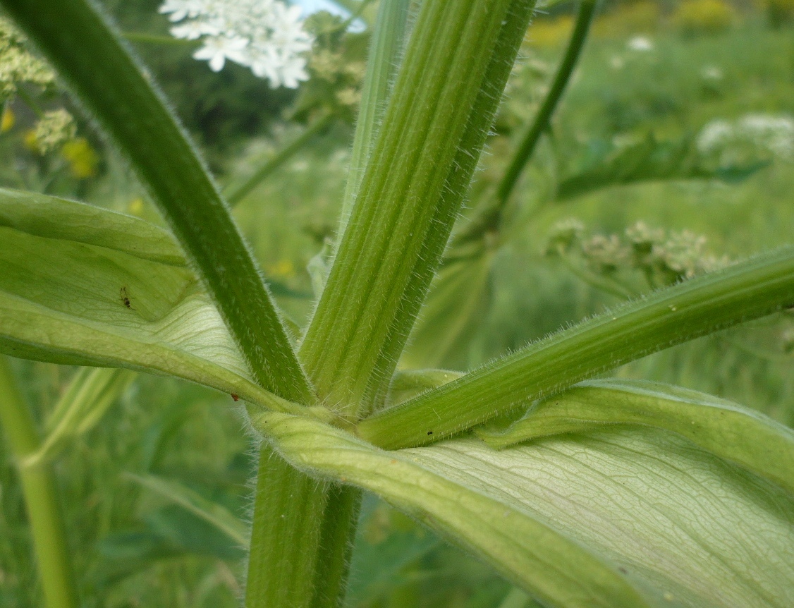 Изображение особи Heracleum dissectum.