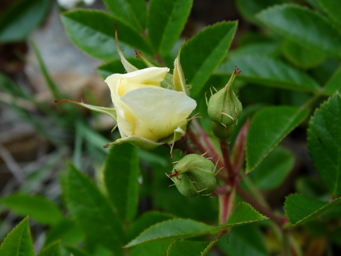 Image of Rosa maximowicziana specimen.