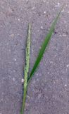 Phalaroides arundinacea