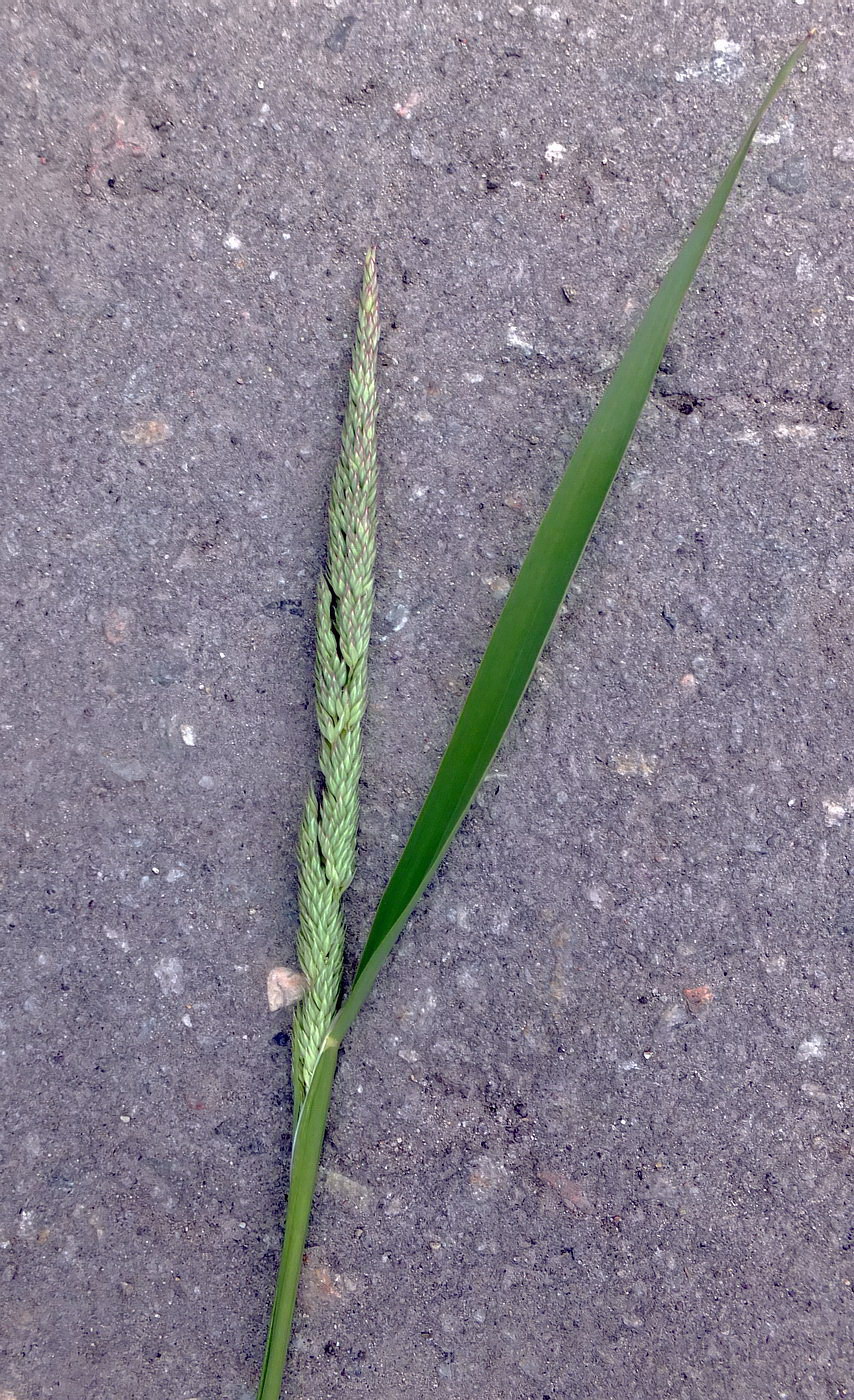 Image of Phalaroides arundinacea specimen.