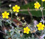 Potentilla argentea. Верхушки побегов с бутонами и цветками. Владимирская обл., Ковровский р-н, окр. дер. Митино, поле. 02.07.2016.