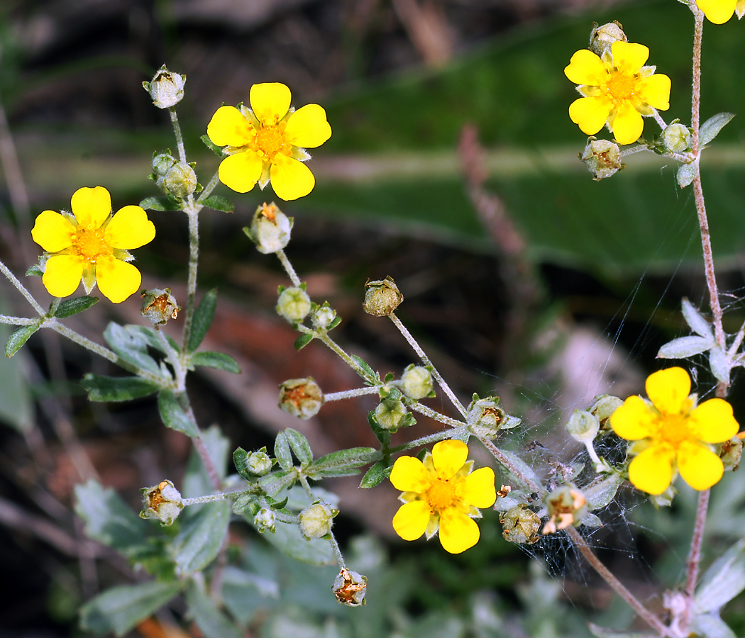 Изображение особи Potentilla argentea.