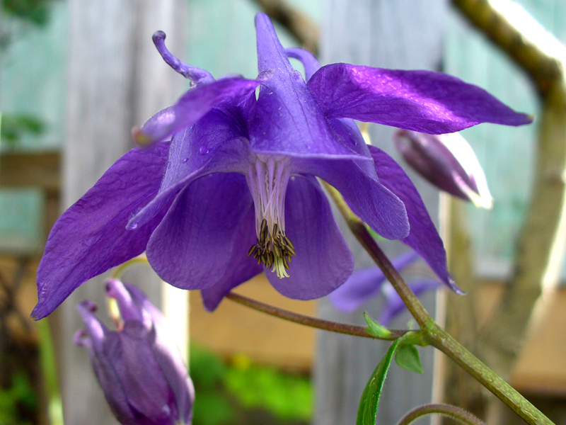 Image of Aquilegia vulgaris specimen.