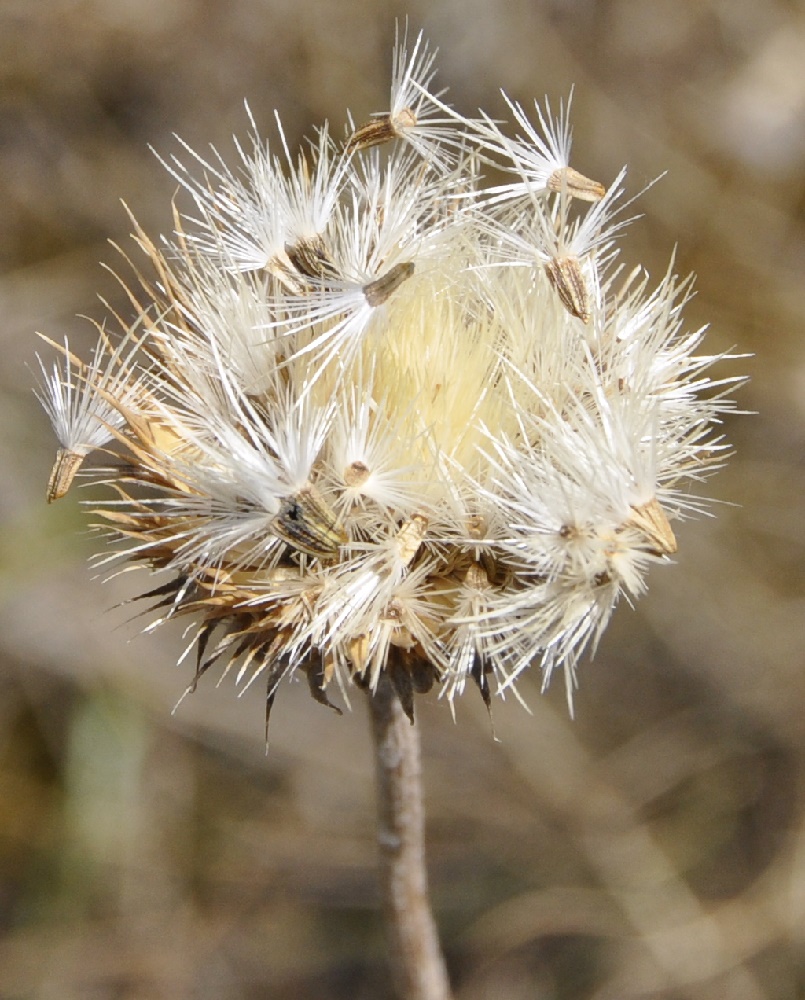 Image of Jurinea mollis specimen.