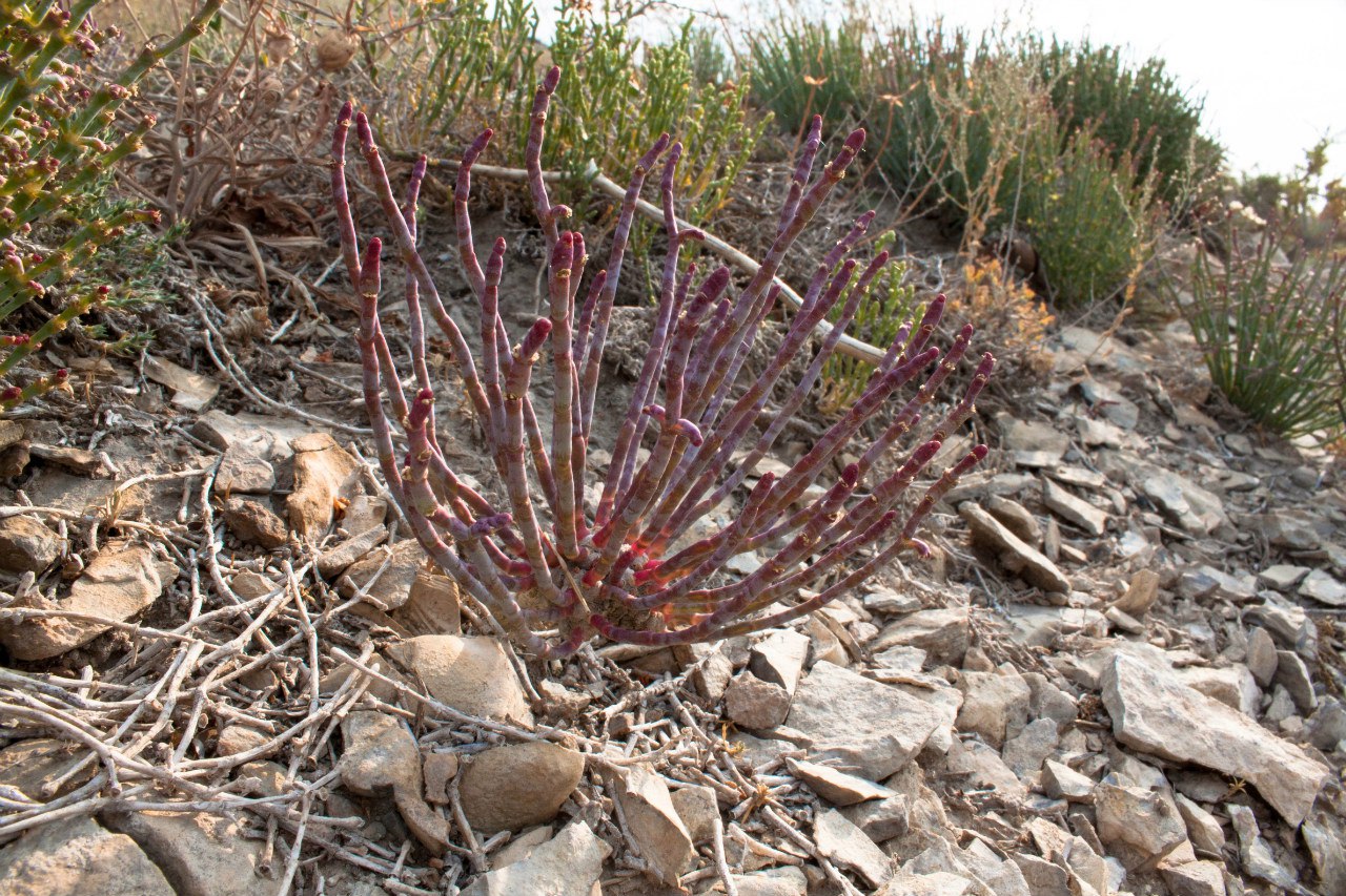 Изображение особи Anabasis truncata.