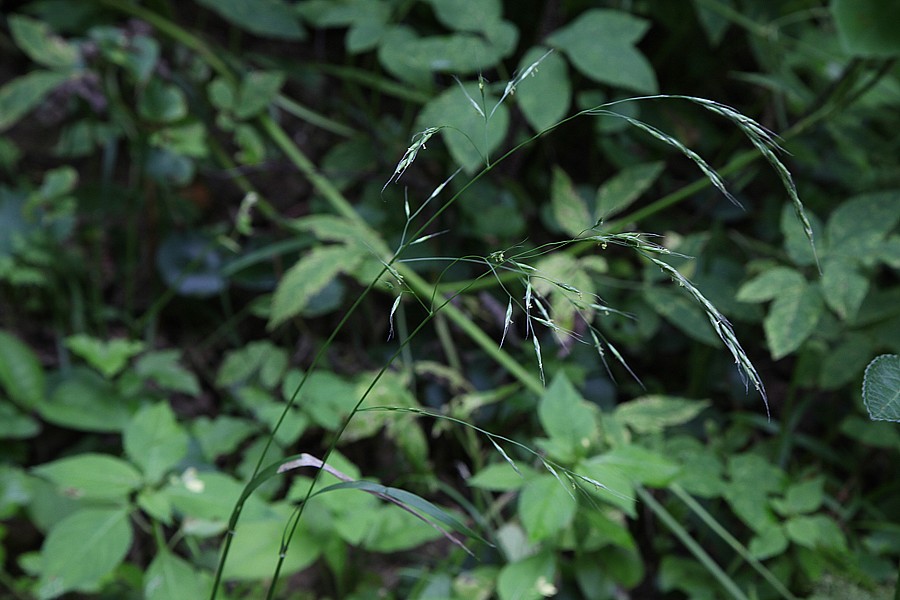 Image of Festuca gigantea specimen.