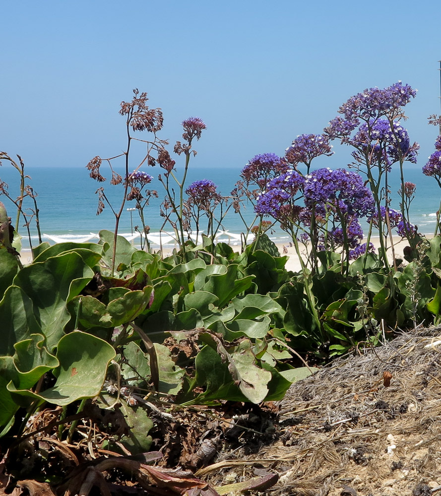 Image of Limonium perezii specimen.
