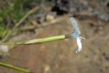 Dianthus fragrans