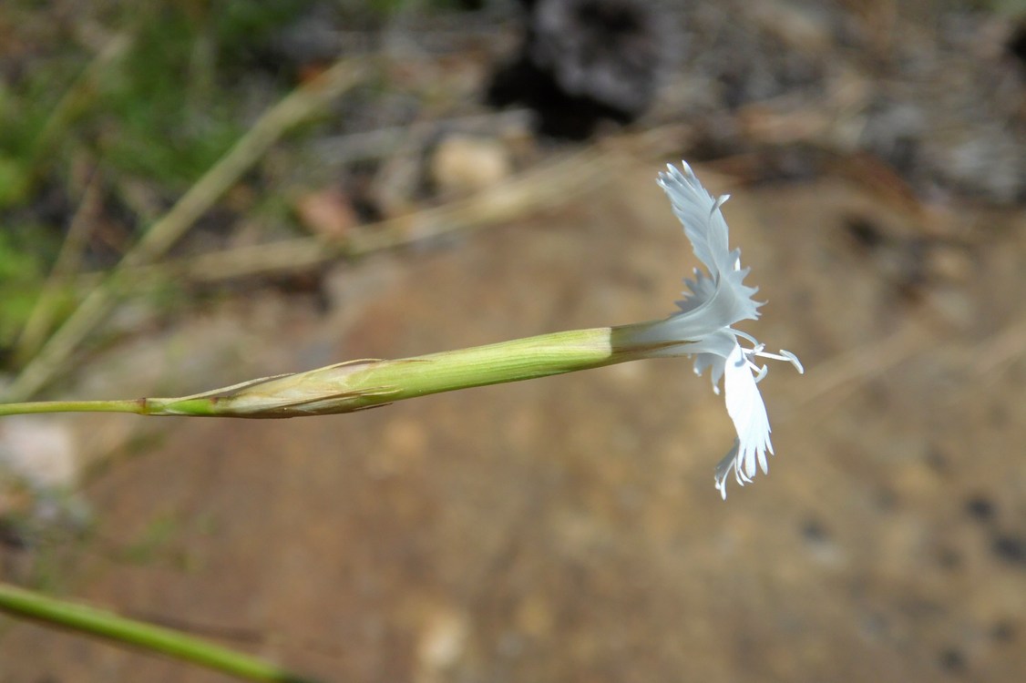 Image of Dianthus fragrans specimen.