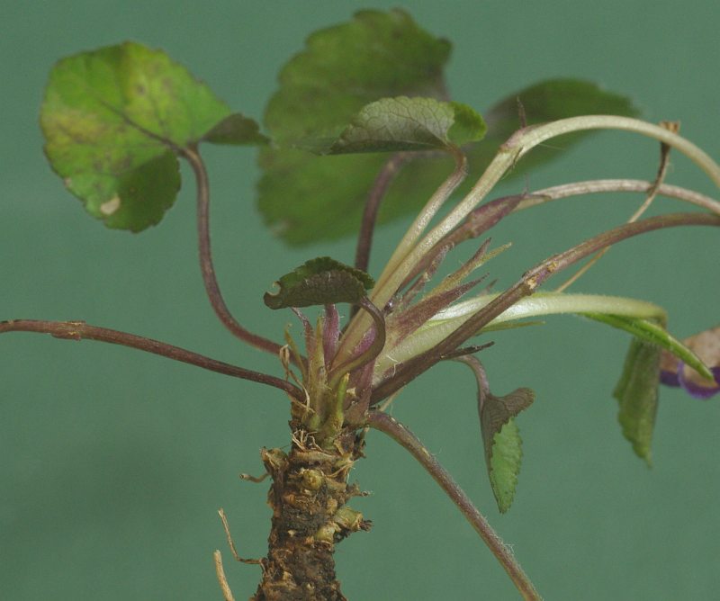 Изображение особи Viola dehnhardtii.