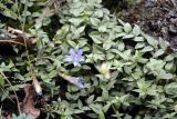 Gentiana lagodechiana