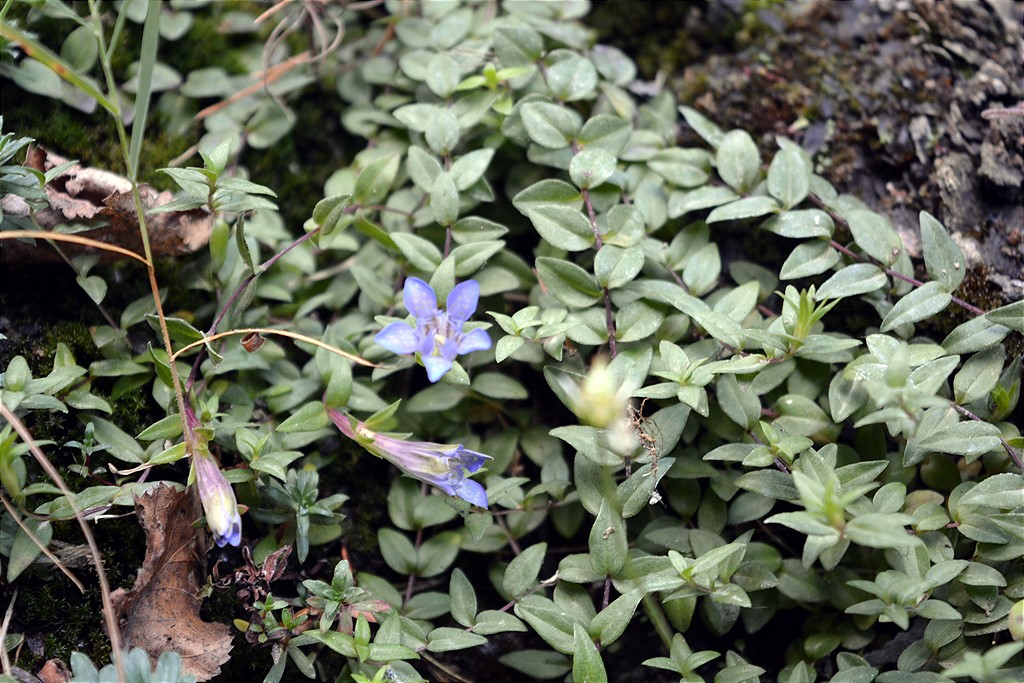 Image of Gentiana lagodechiana specimen.