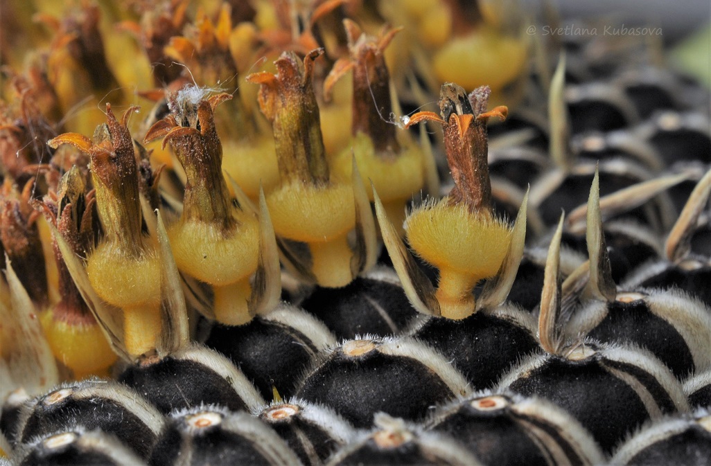 Image of Helianthus annuus specimen.