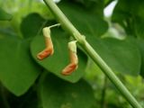Lathyrus davidii. Часть побега с распускающимися цветками. Приморье, Находкинский городской округ, окр. пос. Авангард, склон сопки. 04.07.2016.