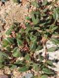Polygonum cognatum. Цветущее растение. Казахстан, Тянь-Шань, хр. Илейский Алатау, Большое Алмаатинское ущ., на щебнистой отсыпке плотины. 12.06.2016.