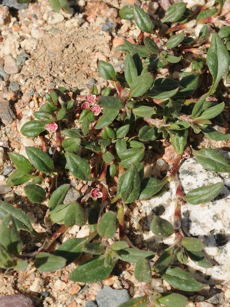 Изображение особи Polygonum cognatum.