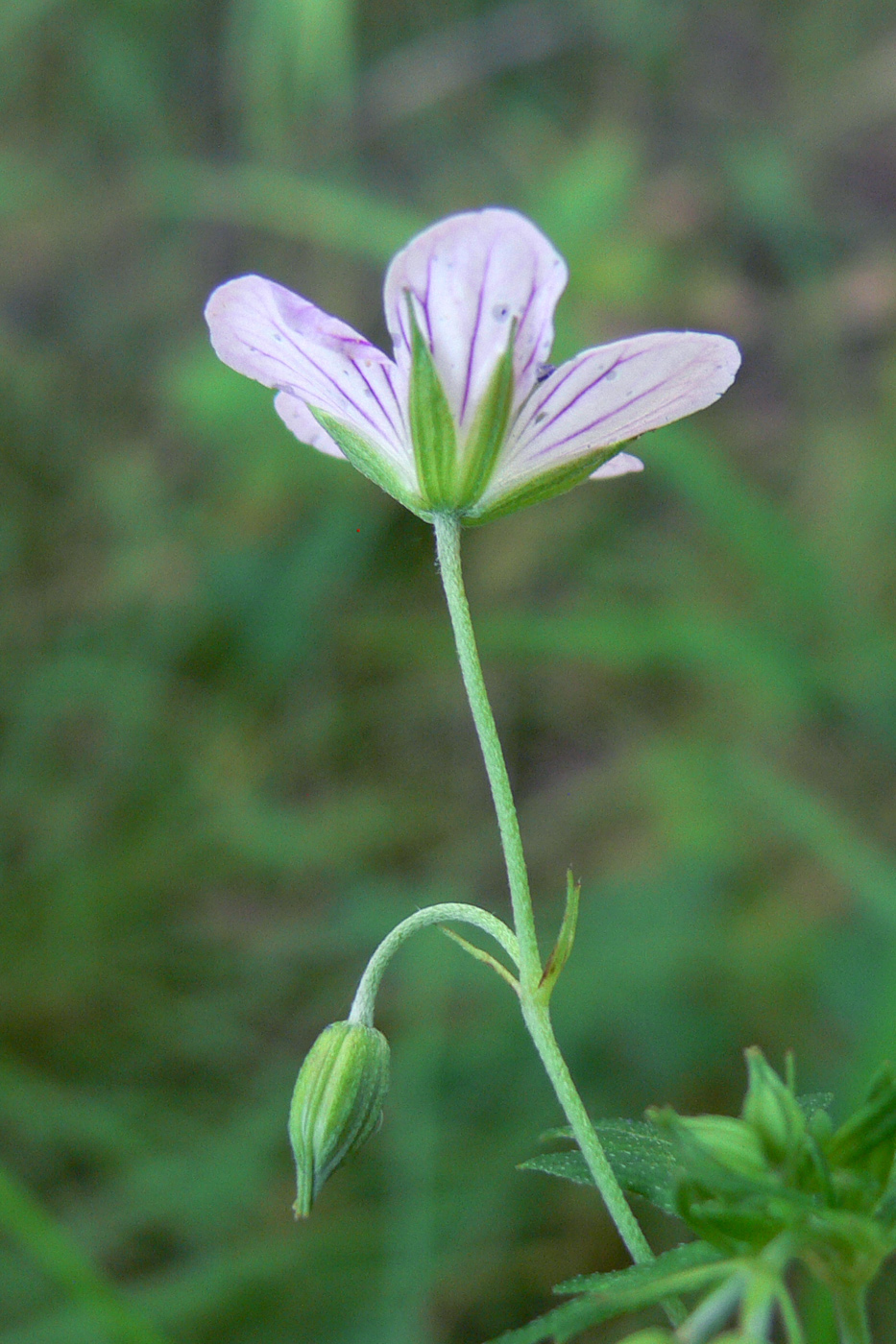 Изображение особи Geranium wlassovianum.