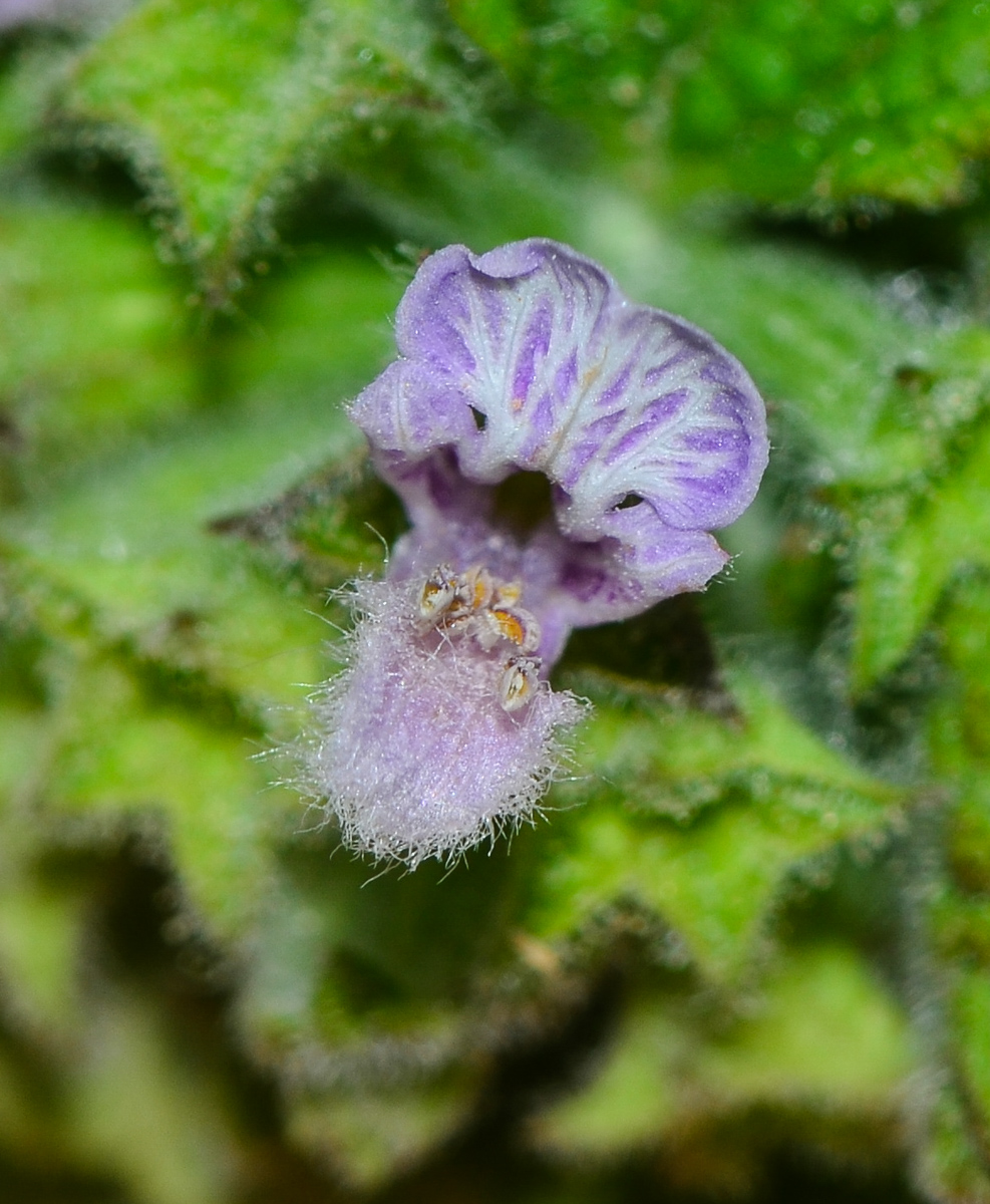 Image of Ballota philistaea specimen.