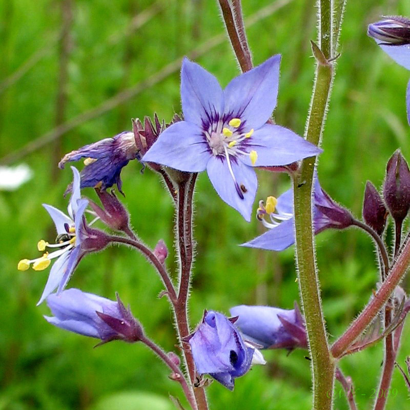 Image of Polemonium laxiflorum specimen.