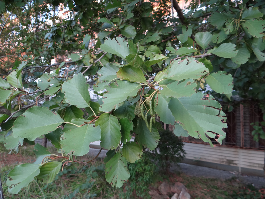 Изображение особи Alnus glutinosa.