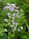 Allium anisopodium. Соцветия. Приморский край, Хасанский р-н, окр. горы Голубиный утес, дюны на приморской террасе. 24.07.2016.