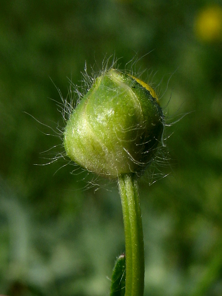 Image of Ranunculus bulbosus specimen.