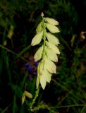 Polygala major