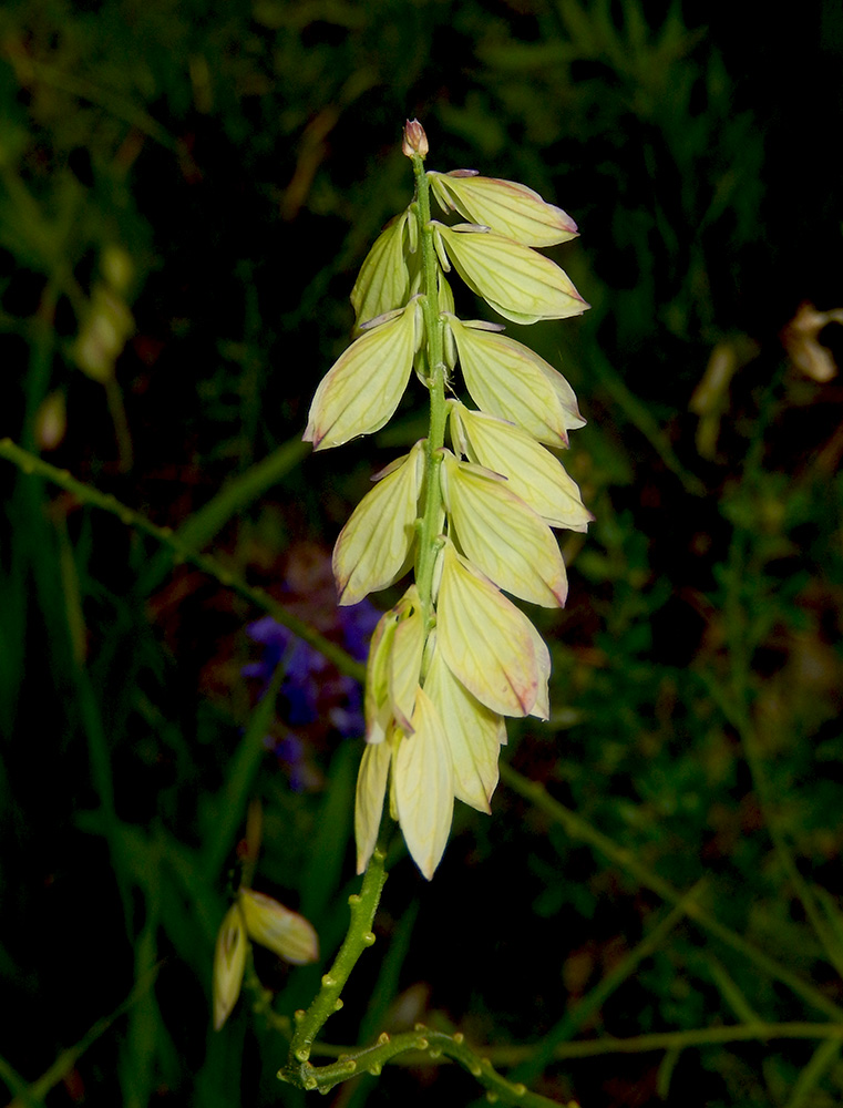 Image of Polygala major specimen.