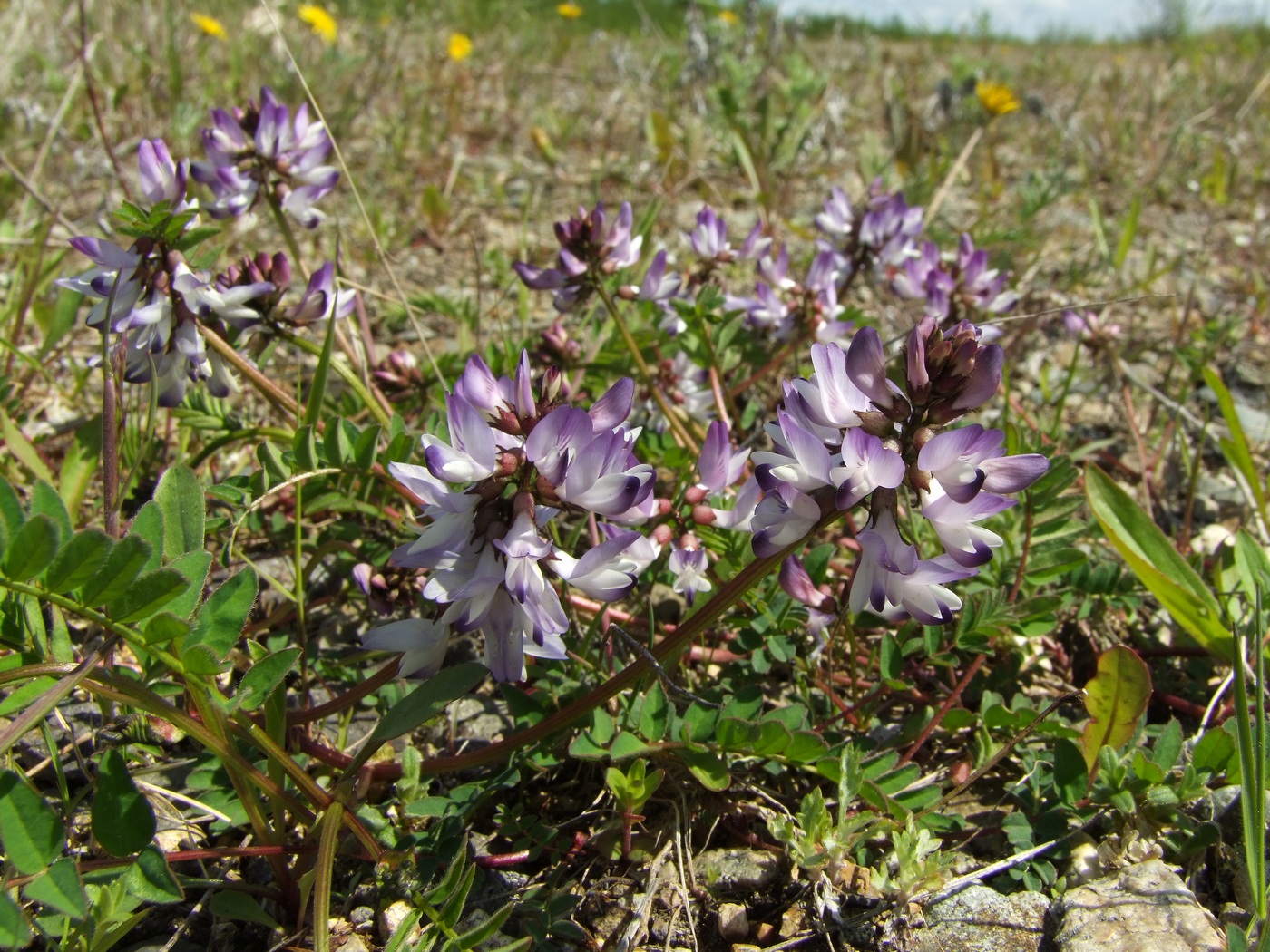Image of Astragalus alpinus specimen.