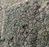 Image of taxon representative. Author is Геннадий Окатов