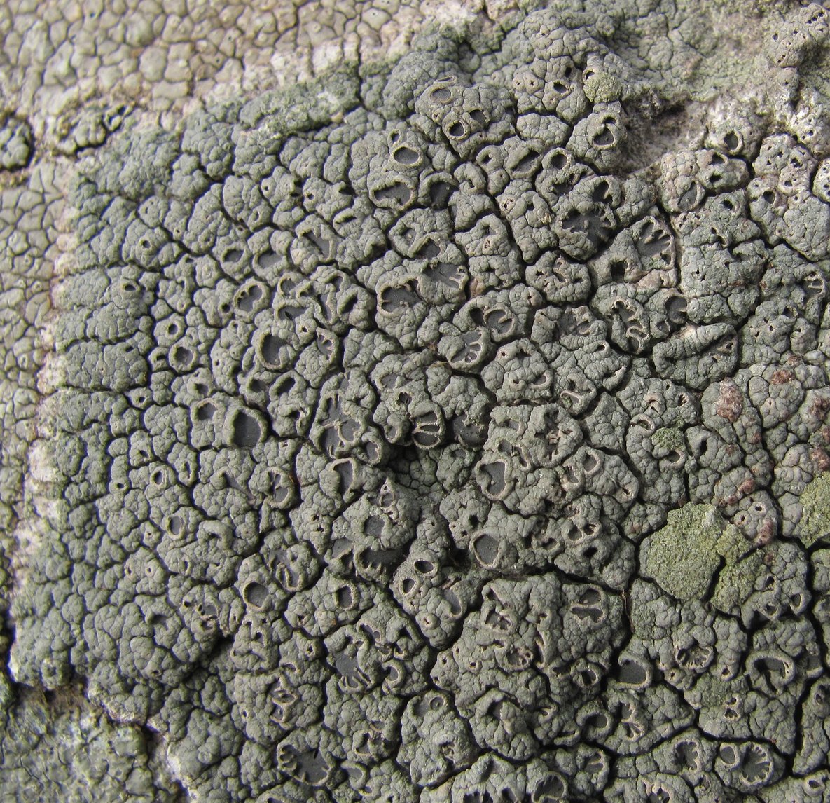 Image of Diploschistes scruposus specimen.