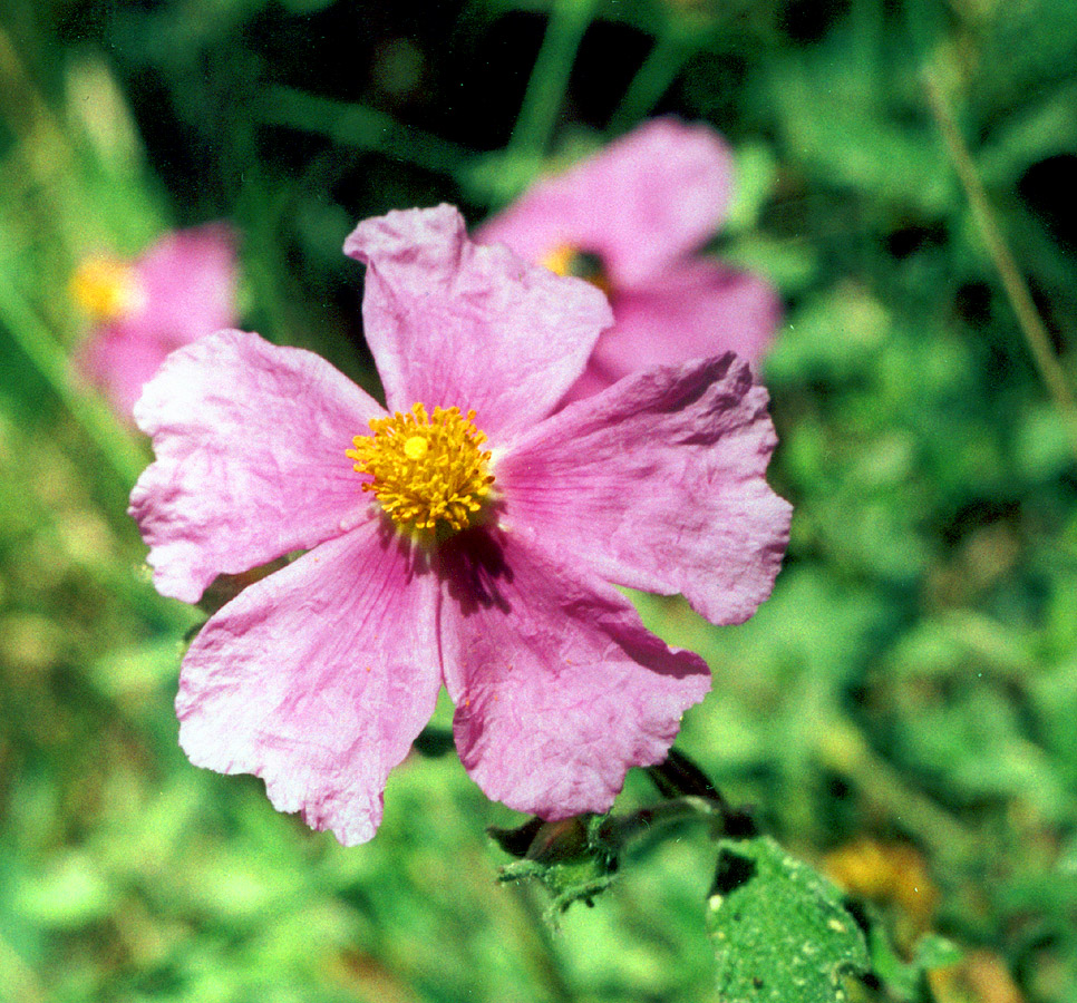 Изображение особи Cistus tauricus.