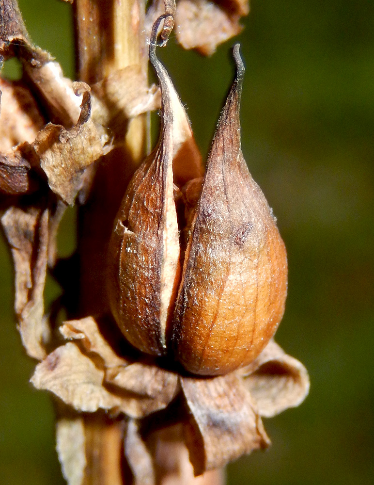 Image of Digitalis schischkinii specimen.