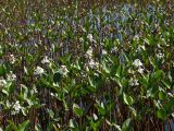 Menyanthes trifoliata