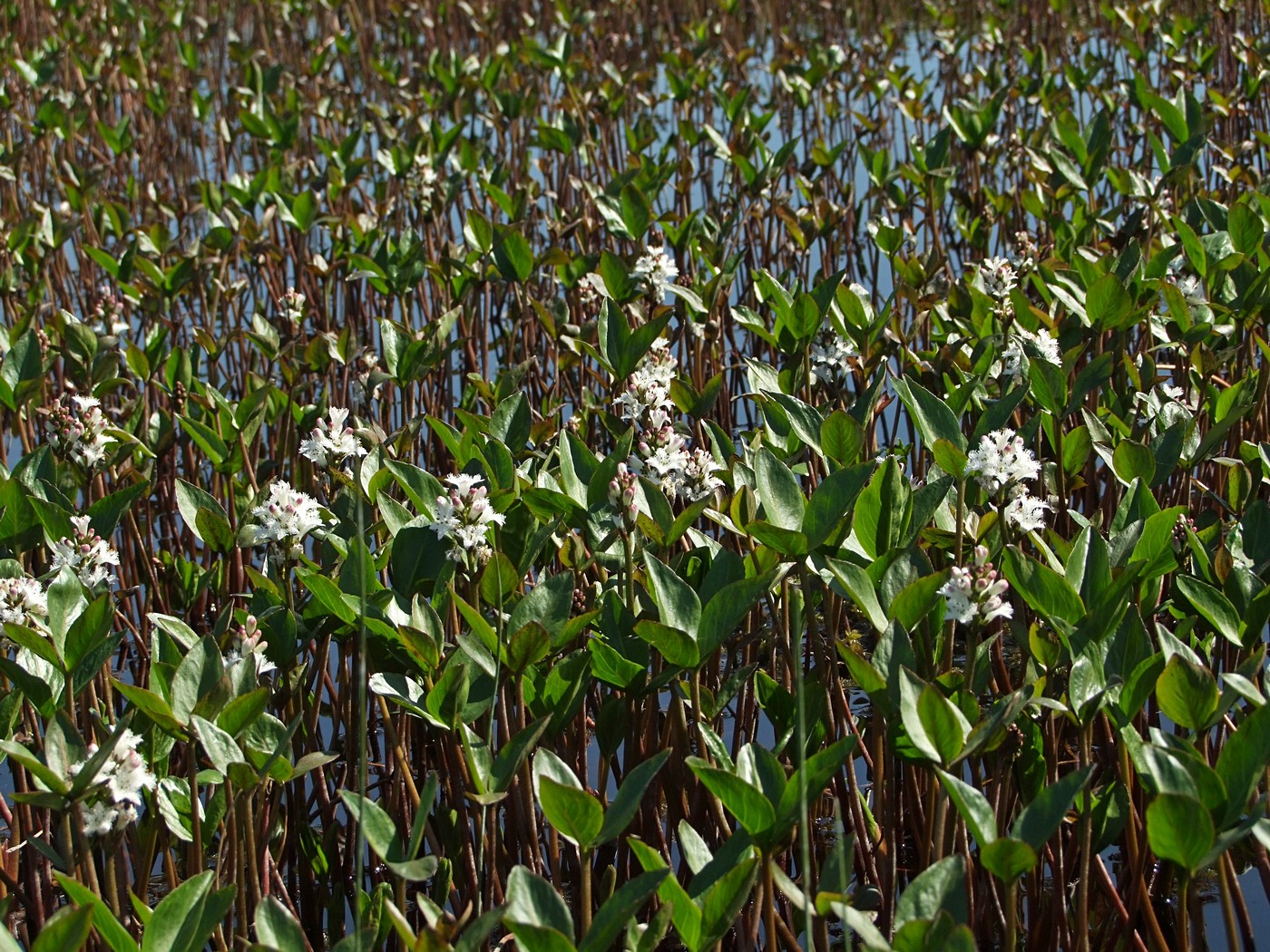 Image of Menyanthes trifoliata specimen.