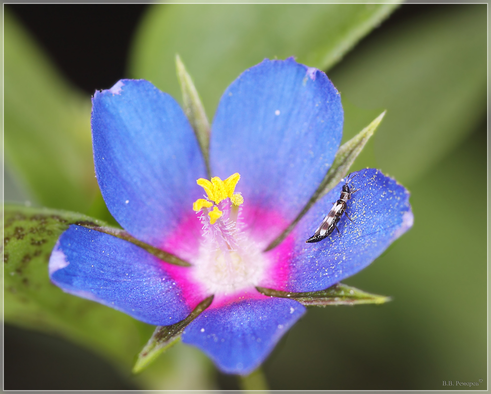 Изображение особи Anagallis foemina.