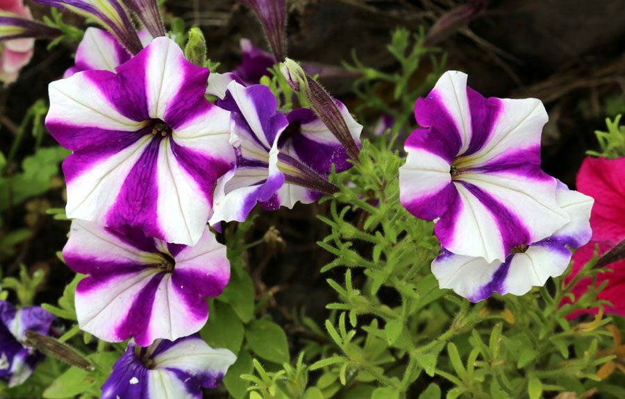 Image of Petunia × atkinsiana specimen.